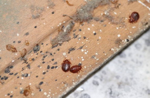 Chinches: El enemigo silencioso que no discrimina 1 eliminar chinches de forma profesional